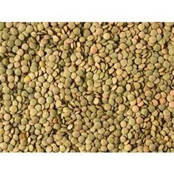 Lentils Beans 12x400g