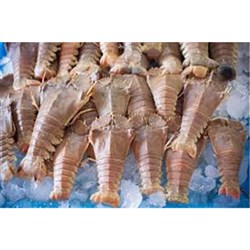 Slipper Lobster Whole 150/200