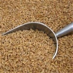 Spelt Grain 1Kg