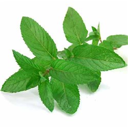 Mint Leaves 10Kg