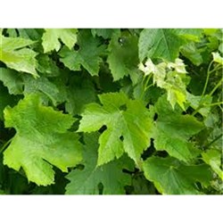 Vine Leaves 18Kg