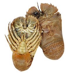 Moreton Bay Bug Whole 1Kg