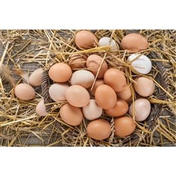Eggs Dozens Free Range 600g