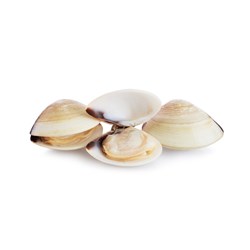 Pippies White Clam in shell 20/40 900g