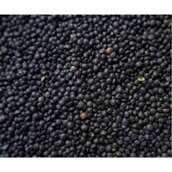 black lentils 5kg